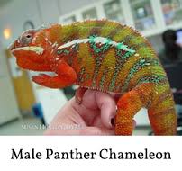 panther chameleon care furcifier