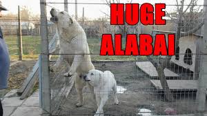 The alabai, or central asian shepherd, is a calm, protectie and strong dog breed. Aggressive Huge White Alabai Guard Big Central Asian Shepherd Youtube