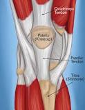 Image result for icd 10 code for left patellar tendon rupture