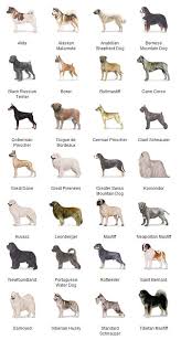 Dogs Breeds Nurturing And Loving Your Dog Care Tips