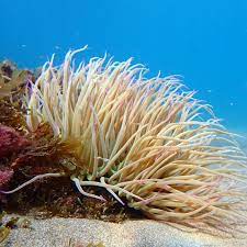 sea anemones costa del sol scuba