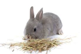 clean my rabbit hutch rabbit hutches