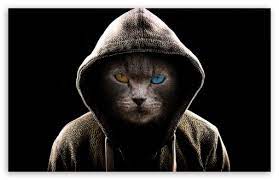 Undercover Cat Ultra Hd Desktop