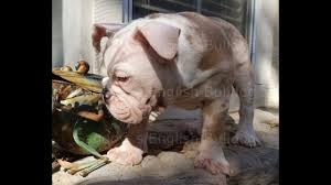 At brenglora bulldogs we take pride in producing top quality english bulldog puppies for sale to families and individuals wanting a healthy, well bred english bulldog puppy. Lilac Fawn Merle English Bulldog Youtube
