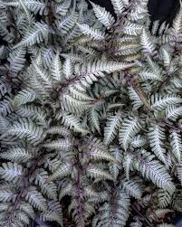 Types Of Ferns Naturallist