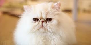 One of the oldest cat breeds, it takes its name from its place of origin: Severe Brachycephalic In Persian And Related Breeds International Cat Care
