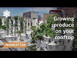 Rooftop Hydroponics On Nyc Serving