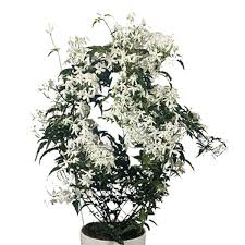 jasmine indoors jasminum polyanthum