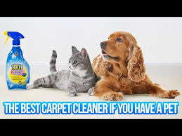 carpet stains with 1001 pet stain remover