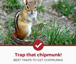 The end that will be pointing up gets the holes. Top 5 Best Chipmunk Traps 2021 Review Pest Strategies