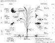 agroecosystem analysis