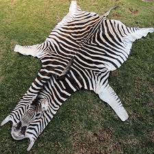 authentic grade a real zebra hide