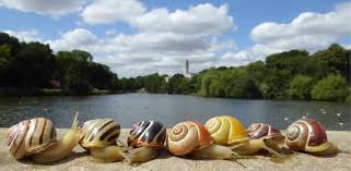 Humans struggle to identify snail shell shades, but technology reveals true colors