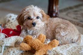 Maltese breed of dogs originates from malta, an island that is located in the central mediterranean. Malchi Maltese Chihuahua Mix Info Pictures Facts Personality Doggie Designer