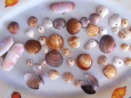 Shells Collection Picture Of Ladys Mile Beach Akrotiri