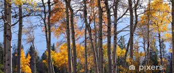 Sticker Panoramic View Of Aspen Trees