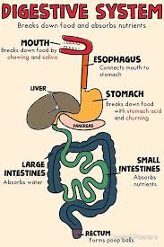 Digestive System Poster By Coolmsposters Biology Lessons