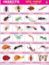 Insects Hindi Language Learning English Language Learning