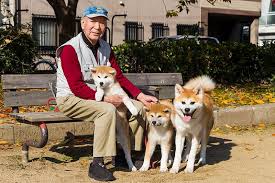 El akita, un perro de porte samurái | Nippon.com