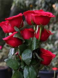 red rose with good morning sharechat