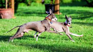 Buyers must make arrangement's for the pick up of their hound or puppies and must do so in a timely manner. 20 Fastest Dog Breeds In The World Spoiled Hounds