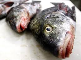 Image result for dead fish