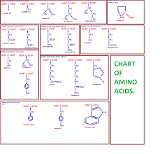 Amino Acids Pdf Chart Www Bedowntowndaytona Com
