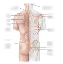 They help support particular bones and make them move. Surface Anatomy Of Back Anatomy Drawing Diagram