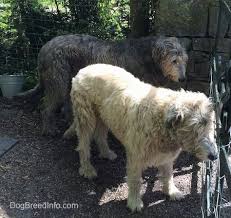 Julia mix terrier 1 comment. Irish Wolfhound Dog Breed Information And Pictures