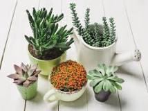 Do cactus plants give off oxygen?
