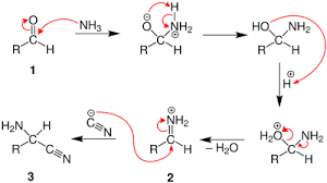 Strecker Amino Acid Synthesis Wikipedia
