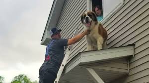 The owners visit often and bring their st. 180 Pound St Bernard Rescued From Rooftop Abc13 Houston