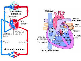 Scopri come arterie, vene e capillari forniscono sangue al e dal cuore, i polmoni e il resto del corpo. Http Www1 Mate Polimi It Vergara Tesi Galeazzi Pdf