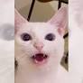 飼い主を『おかぁ～』と呼ぶ猫を撮影したら…”日本語の発音良すぎ”と65万再生「おか～って言ってる！」「可愛くて ...