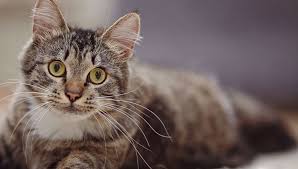 ear mites in cats signs symptoms