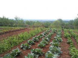 16 Vegetable Gardening Nc State