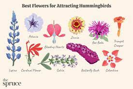 15 best hummingbird flowers to plant
