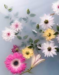 pretty flowers images free