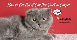 how to get rid of cat smell in