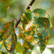 At times the entire leaf will begin by morphing into a yellow color, and then turn brown and dry out, after which it may fall off the plant why? Diagnose Tree Disease Better Homes Gardens