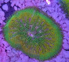 mini carpet anemone stictyla tapetum