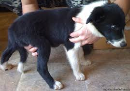 Find border collies for sale on oodle classifieds. Border Collie Puppies Price 500 For Sale In Rutherfordton North Carolina Best Pets Online