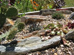 Cactus Cacti Succulent Outdoors Gravel