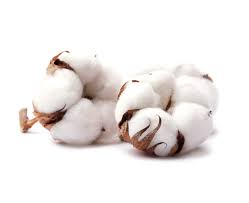 source cotton more sustainably