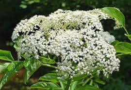 white flowers 48 best types to grow