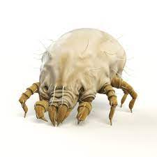 dust mite control and treatments for
