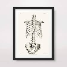 Amazon Com Skeleton Rib Cage Medical Art Print Anatomical