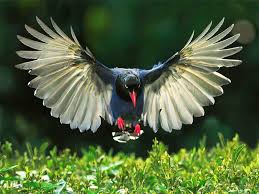 magpie spreading it s wings birds