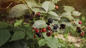 Image search results for "bramble mulberry"