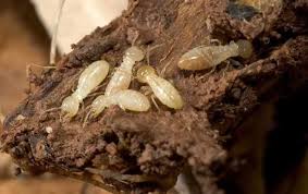 subterranean termites what s fact and